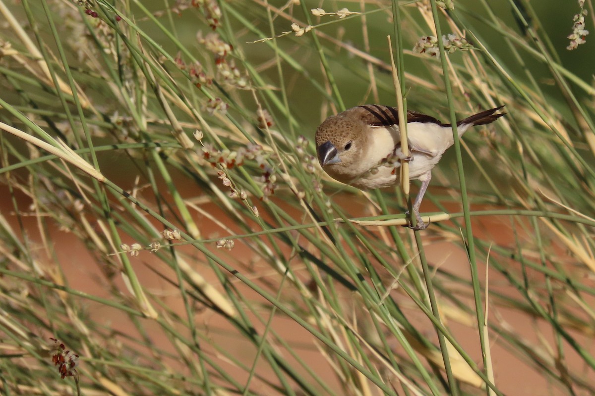 Capuchino Picoplata Africano - ML645985029