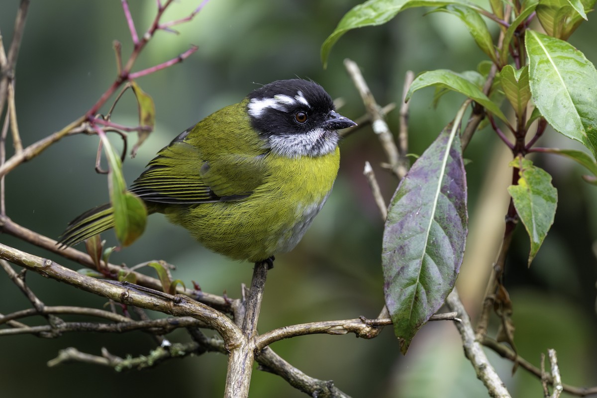 Sooty-capped Chlorospingus - ML645985030