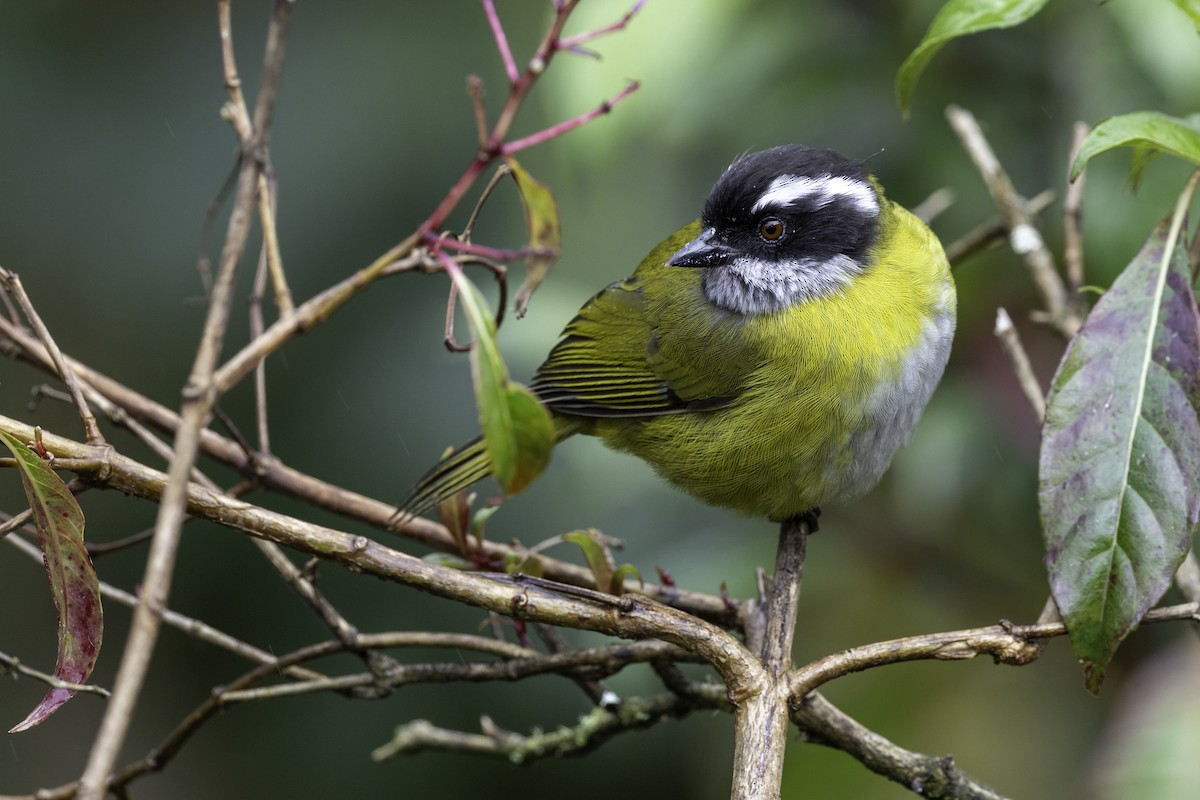 Sooty-capped Chlorospingus - ML645985031