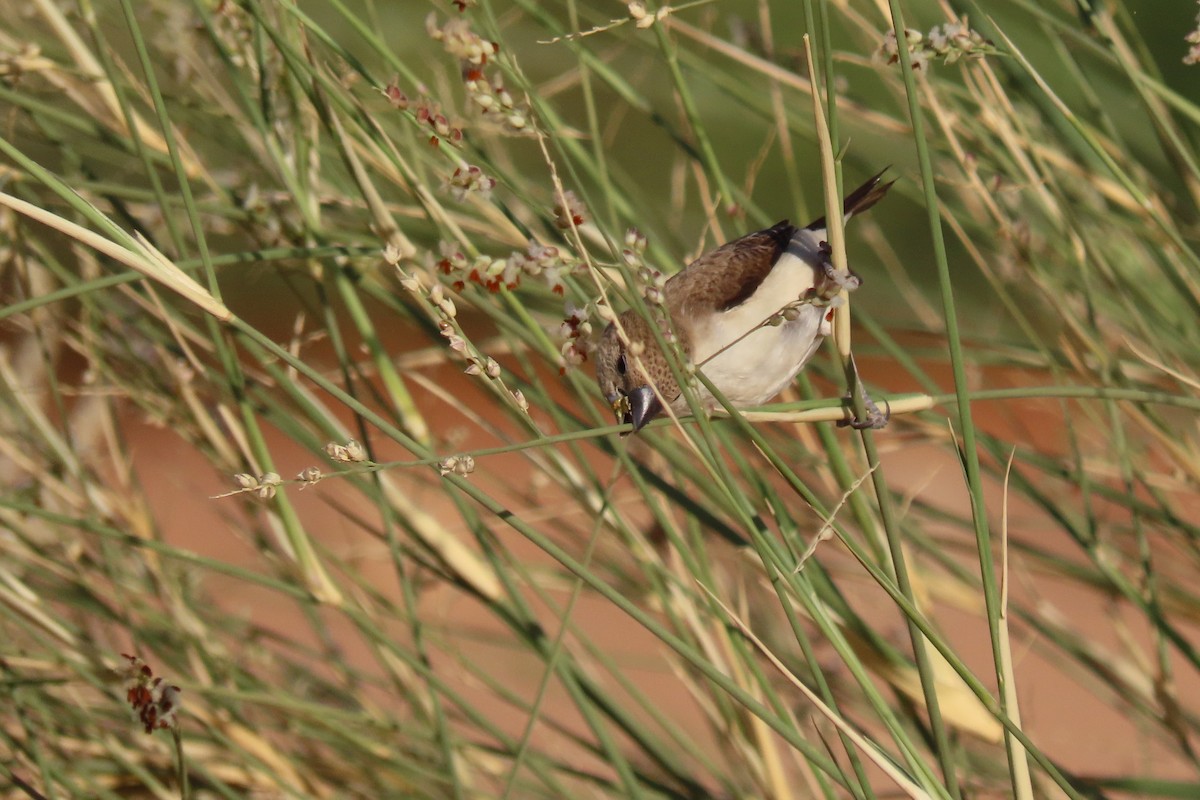 Capuchino Picoplata Africano - ML645985035