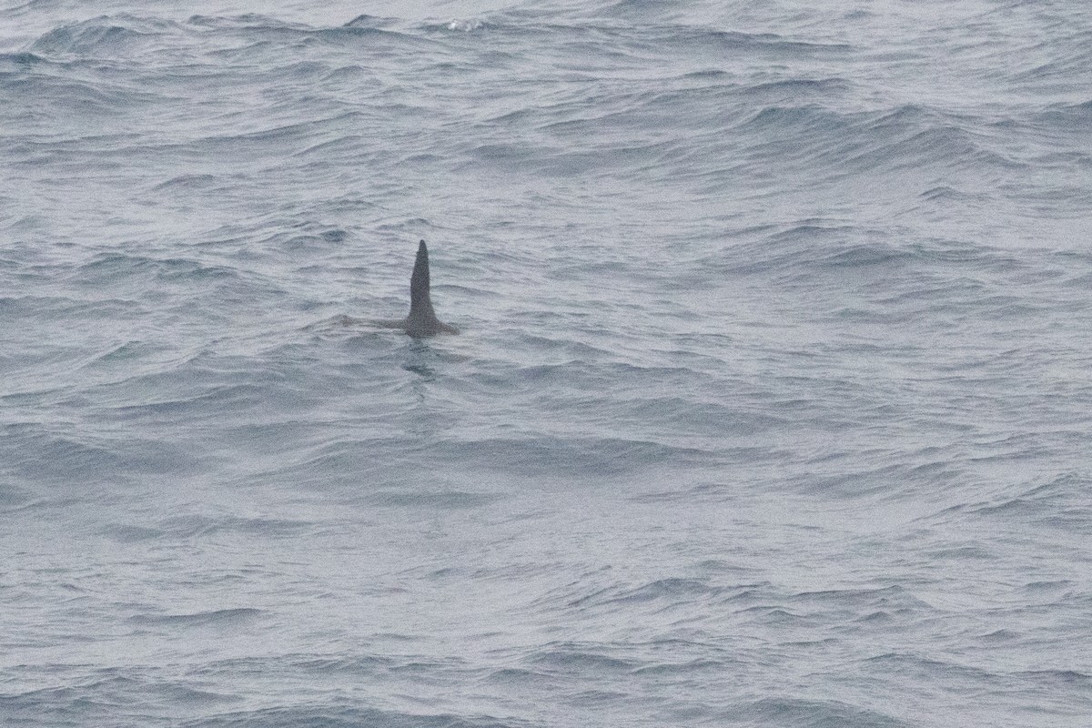 Long-nosed Fur Seal - ML645985037