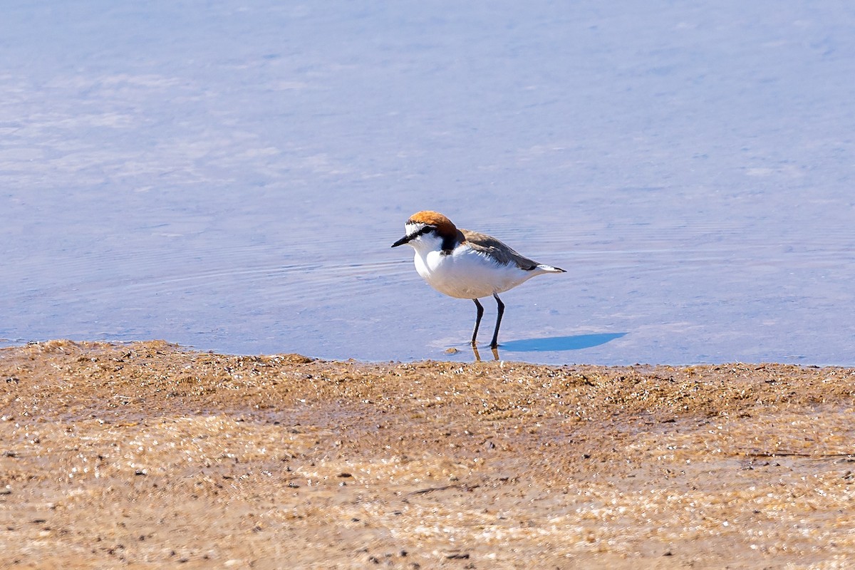 Red-capped Plover - ML645985039