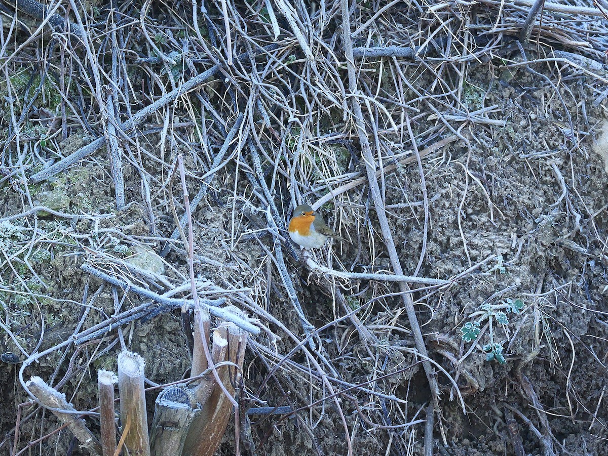 European Robin - ML645985041