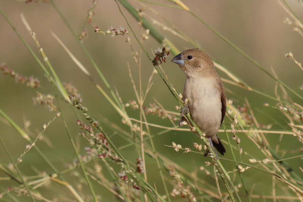 African Silverbill - ML645985042