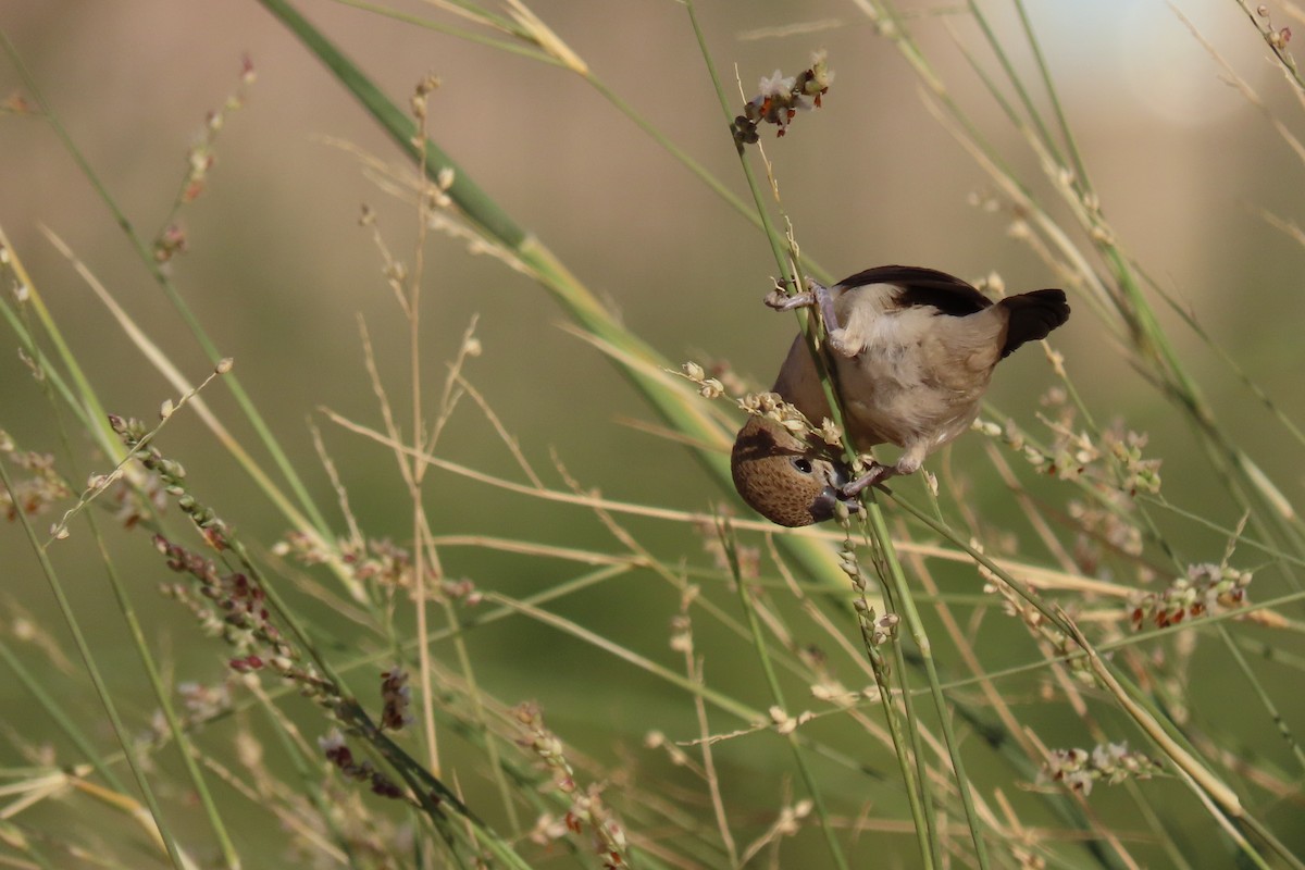 African Silverbill - ML645985047