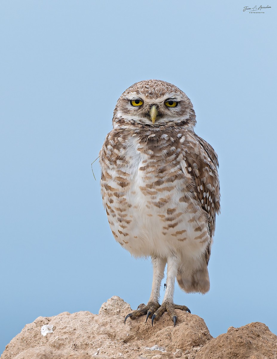 Burrowing Owl - ML645985048