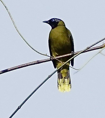 Black-headed Bulbul - ML645985049