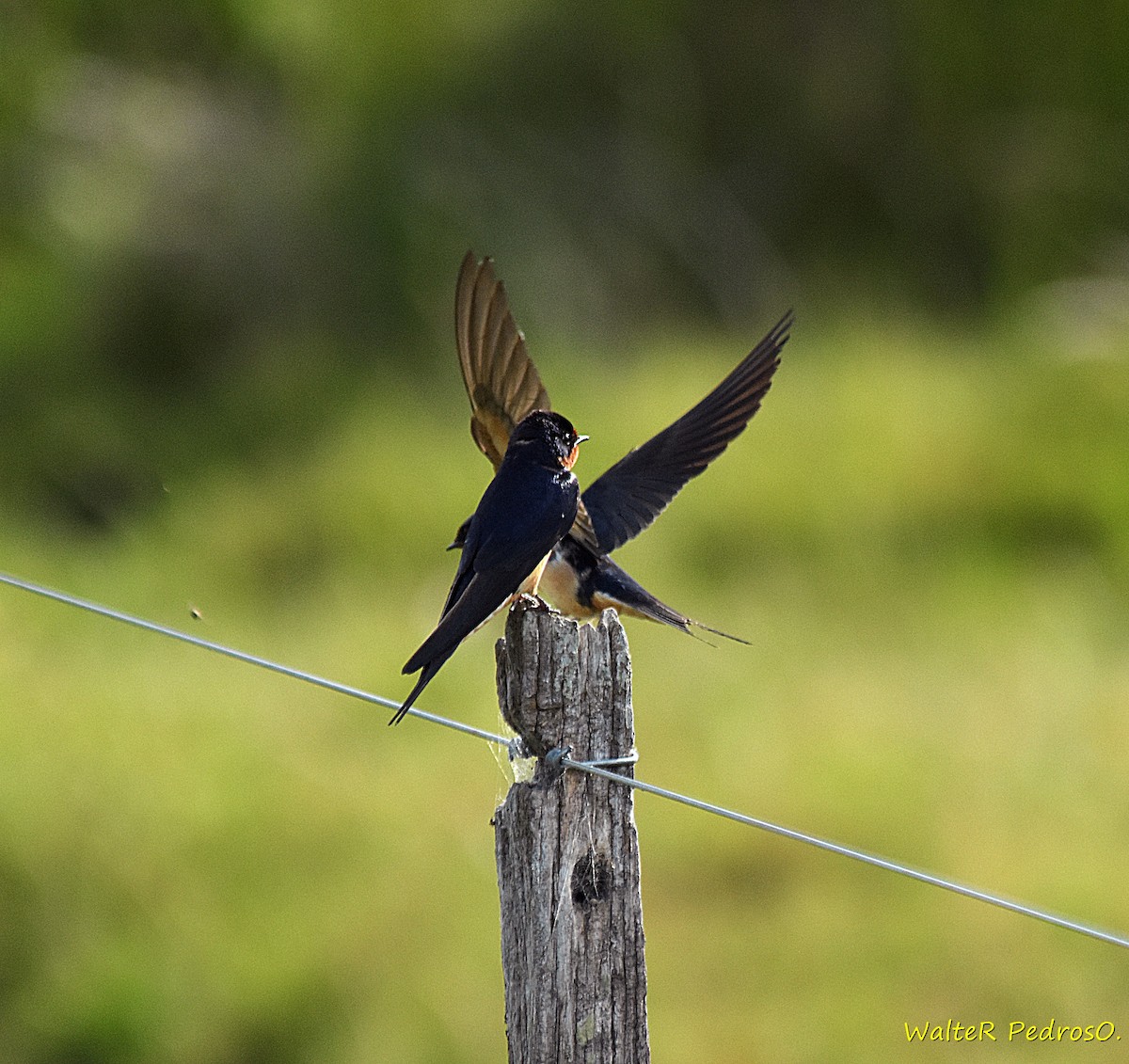 Barn Swallow - ML645985050