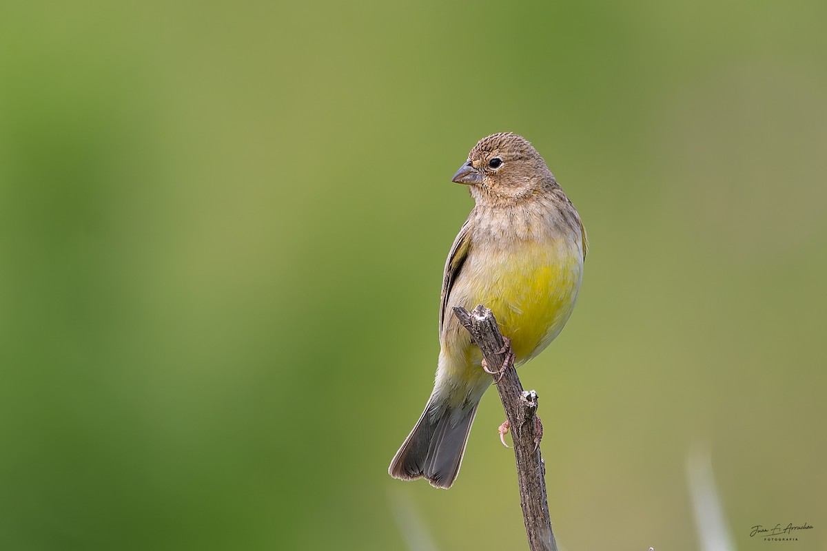 Grassland Yellow-Finch - ML645985051