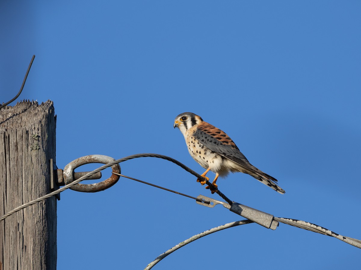 American Kestrel - ML645985052