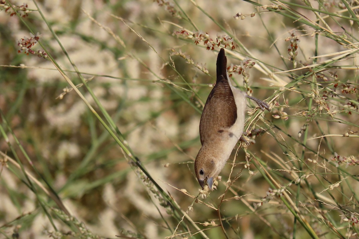 African Silverbill - ML645985054