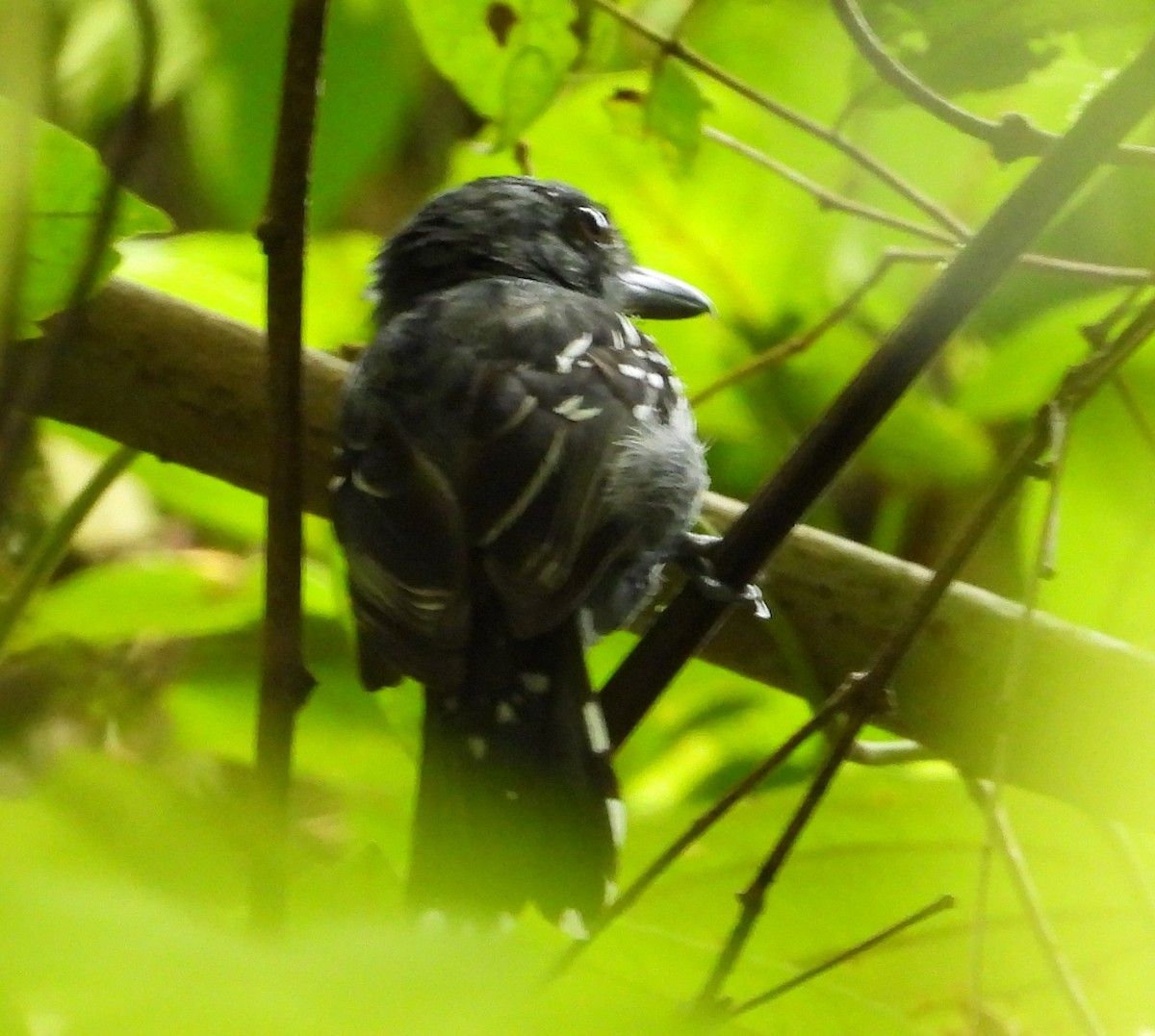 Black-crowned Antshrike - ML645985055