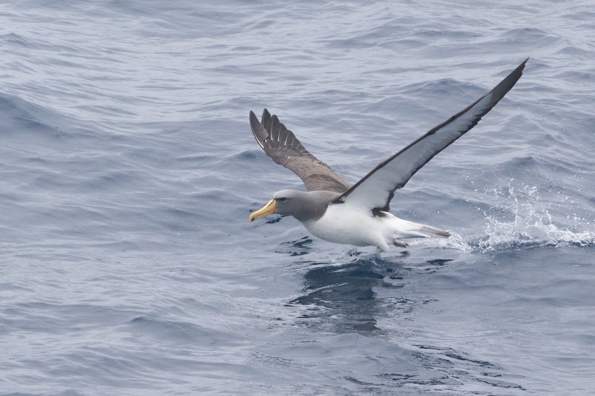 Chatham Albatross - ML645985056