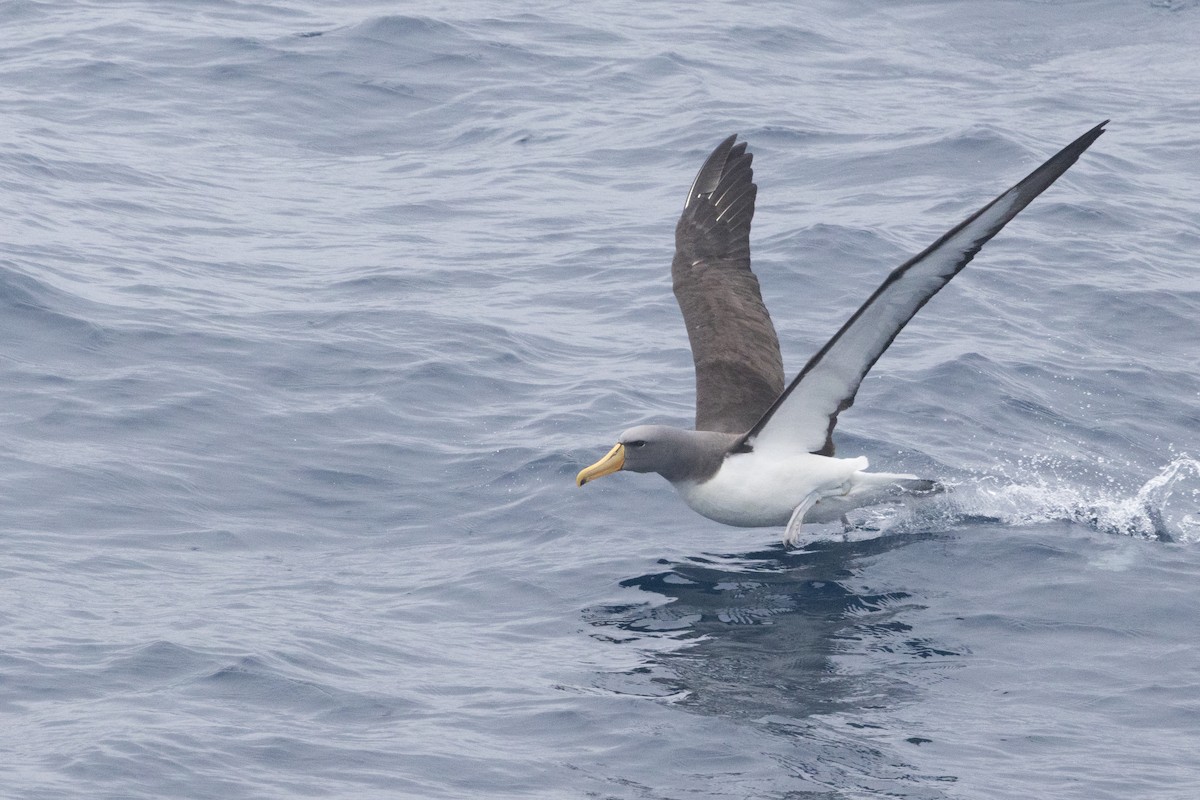 Chatham Albatross - ML645985057