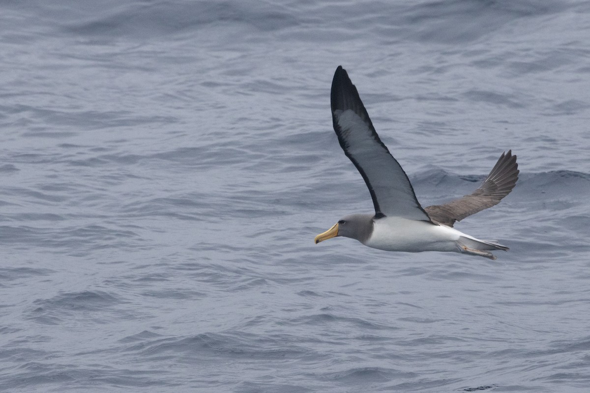 Chatham Albatross - ML645985058