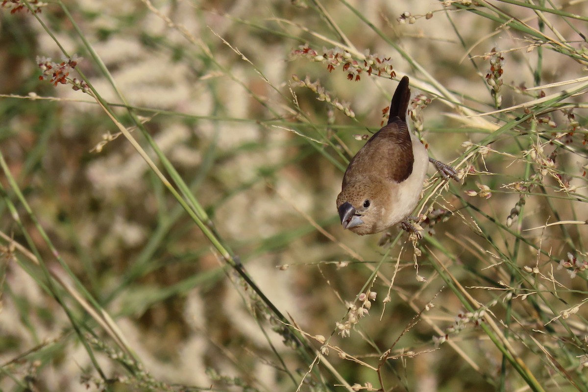 African Silverbill - ML645985059