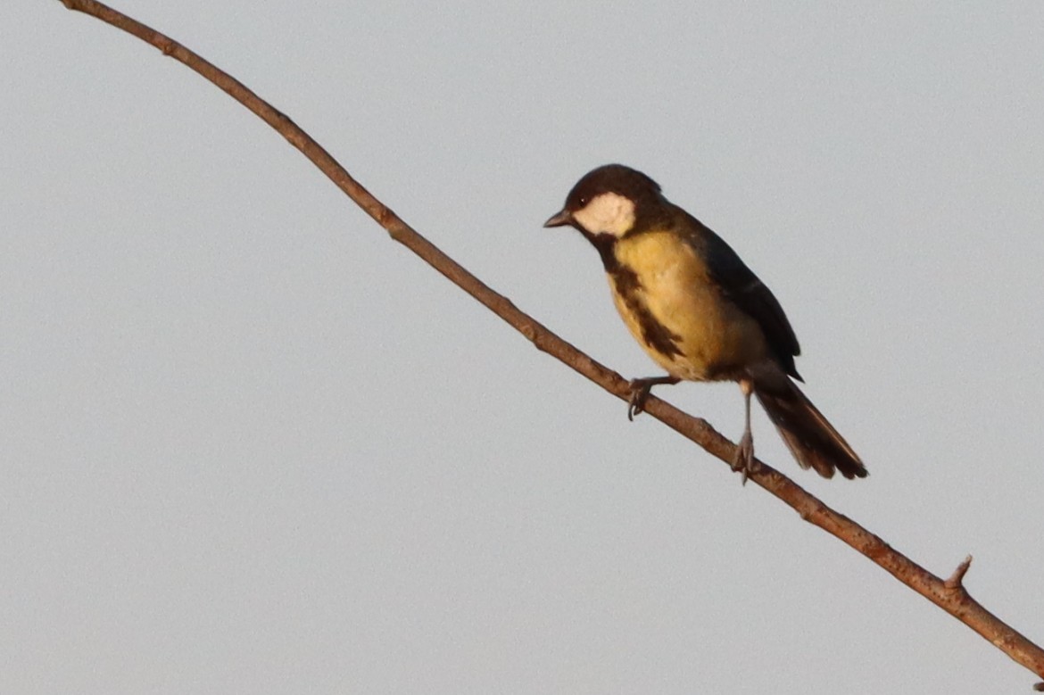 Great Tit - ML645985060