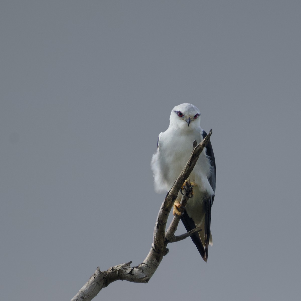 Black-winged Kite - ML645985061