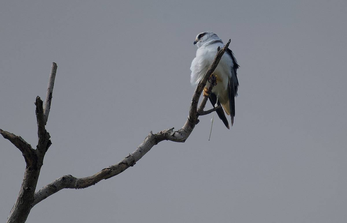 Black-winged Kite - ML645985062