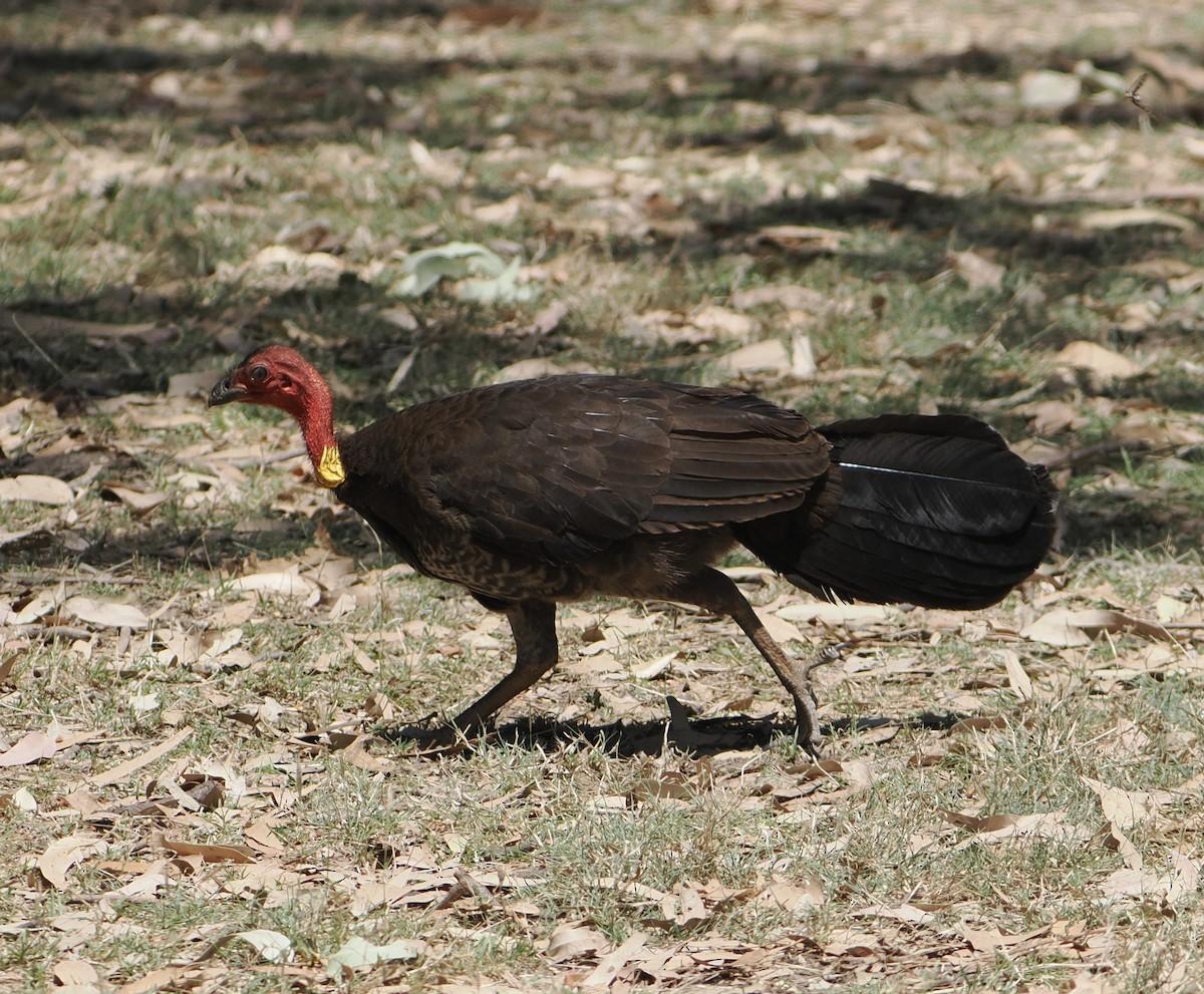 Australian Brushturkey - ML645985066