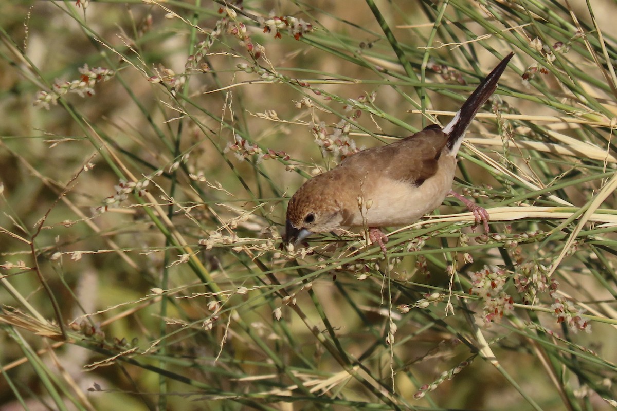 Indian Silverbill - ML645985067