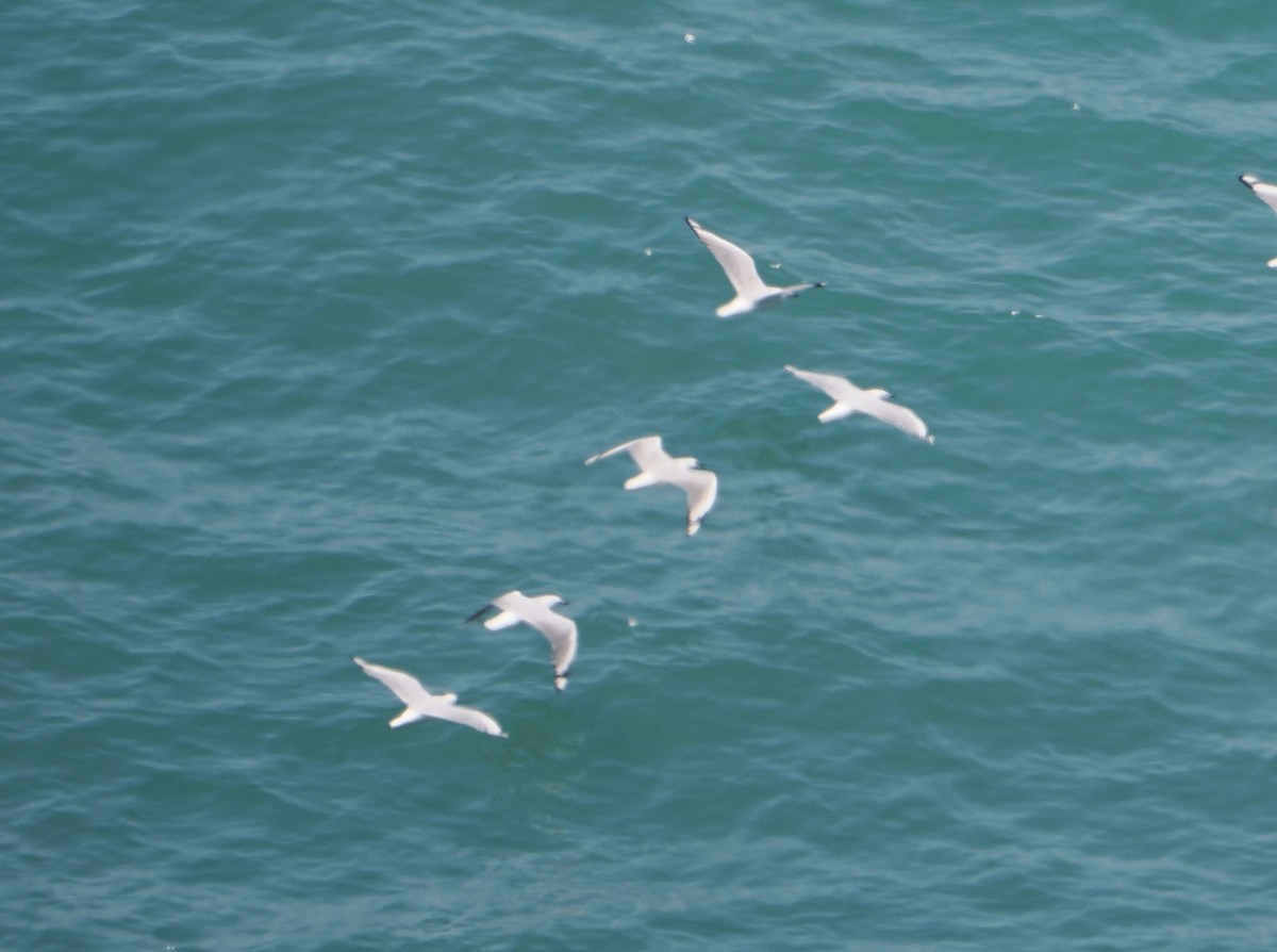 Silver Gull - ML645985068