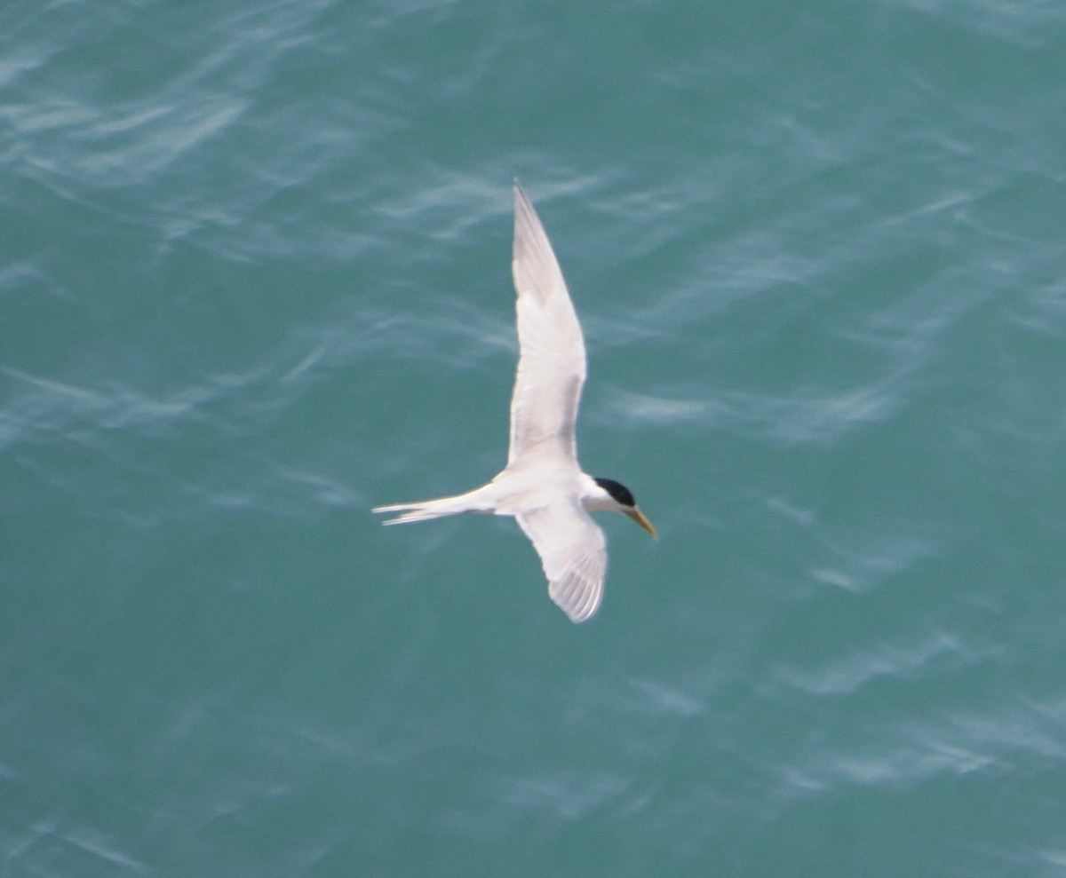 Great Crested Tern - ML645985069