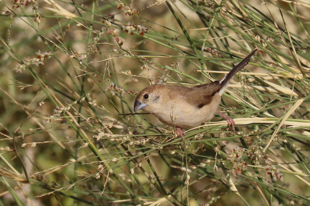 stříbrozobka indická - ML645985072