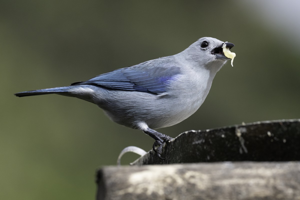 Blue-gray Tanager - ML645985073