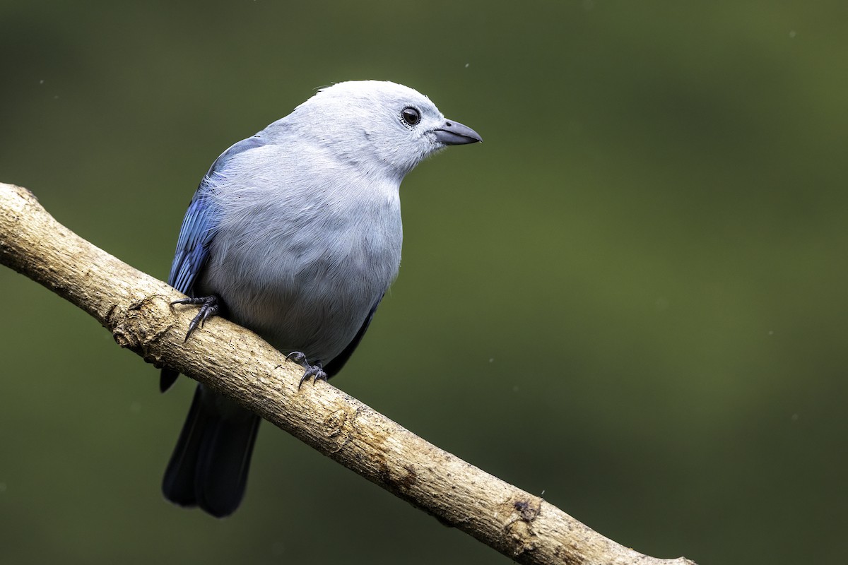 Blue-gray Tanager - ML645985074