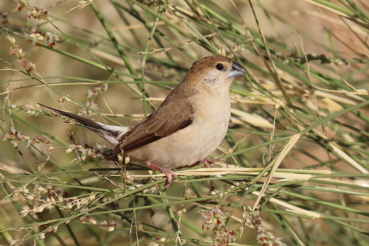 stříbrozobka indická - ML645985088