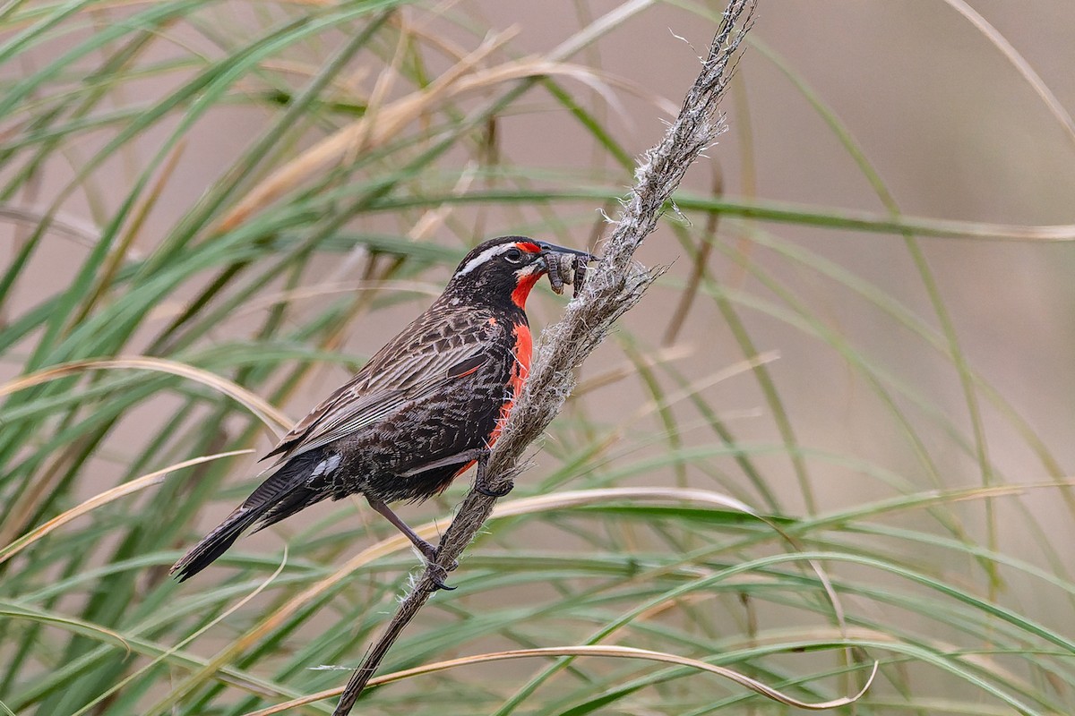 Long-tailed Meadowlark - ML645985090