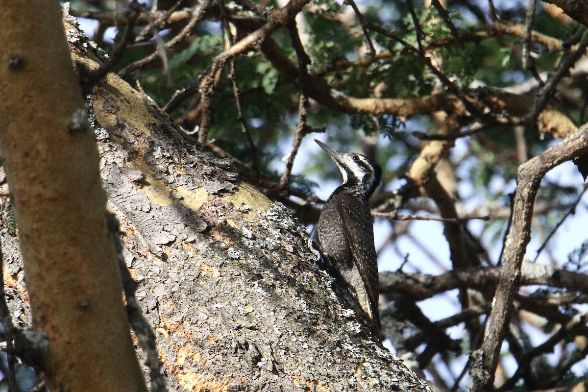 クロヒゲゲラ - ML645985091