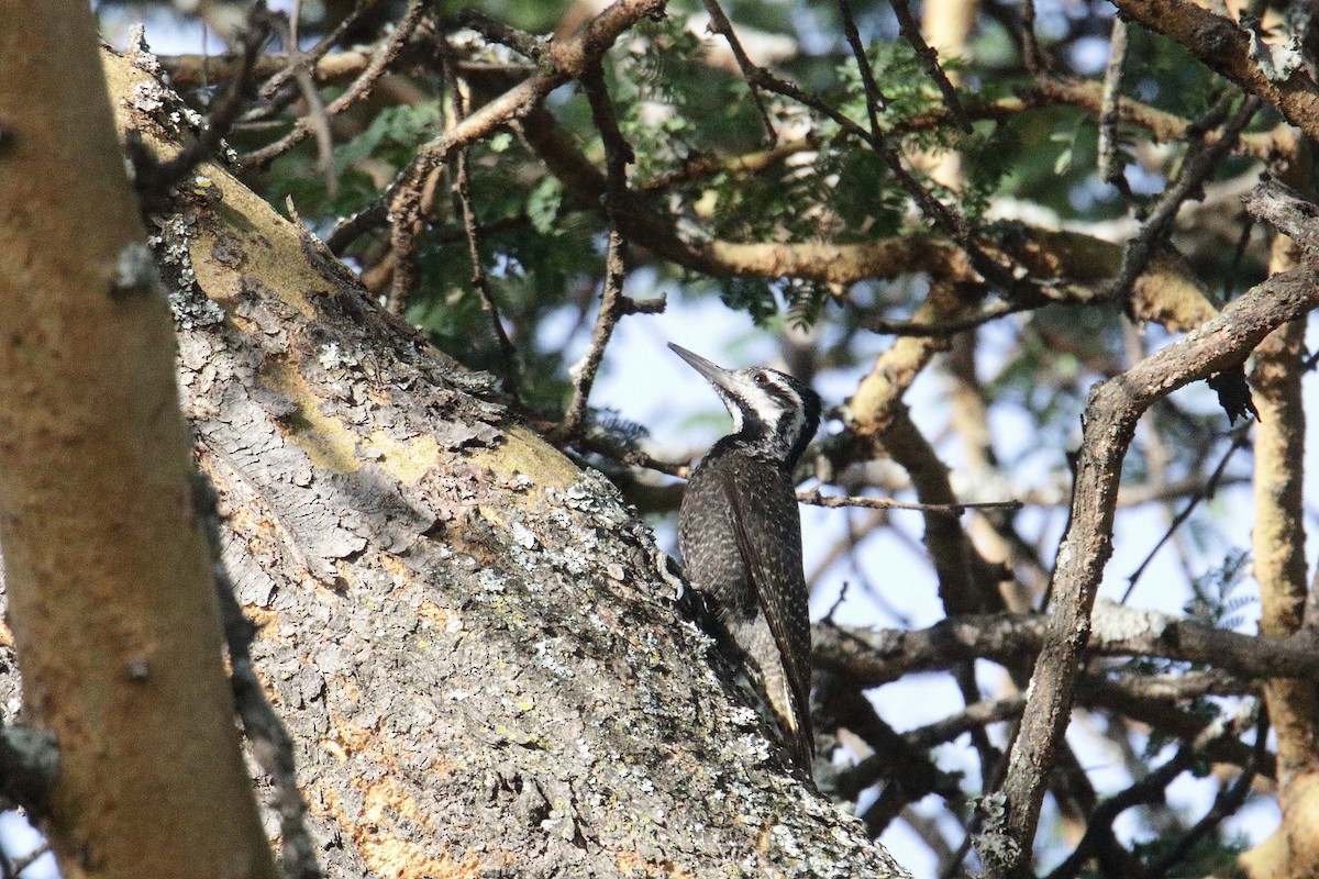 クロヒゲゲラ - ML645985092