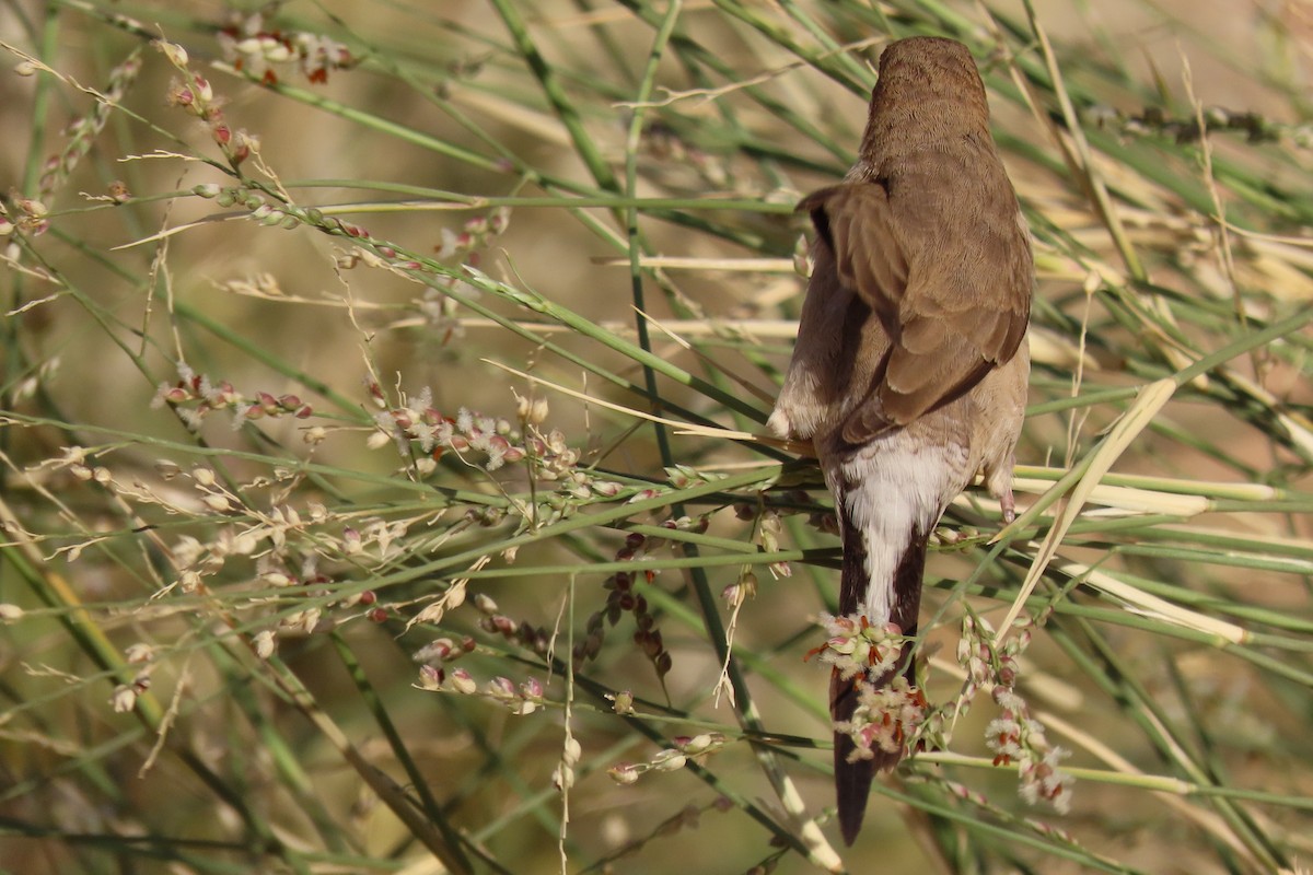 stříbrozobka indická - ML645985096
