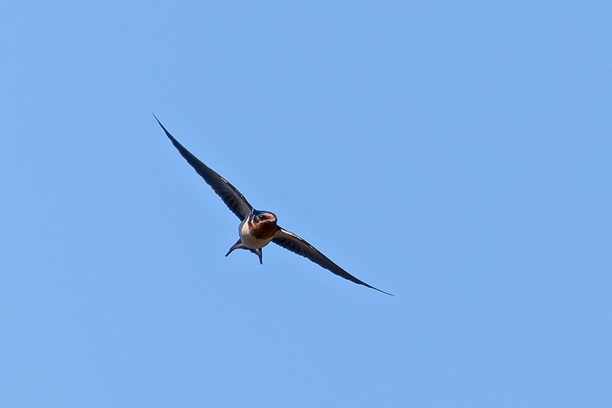 Barn Swallow - ML645985100