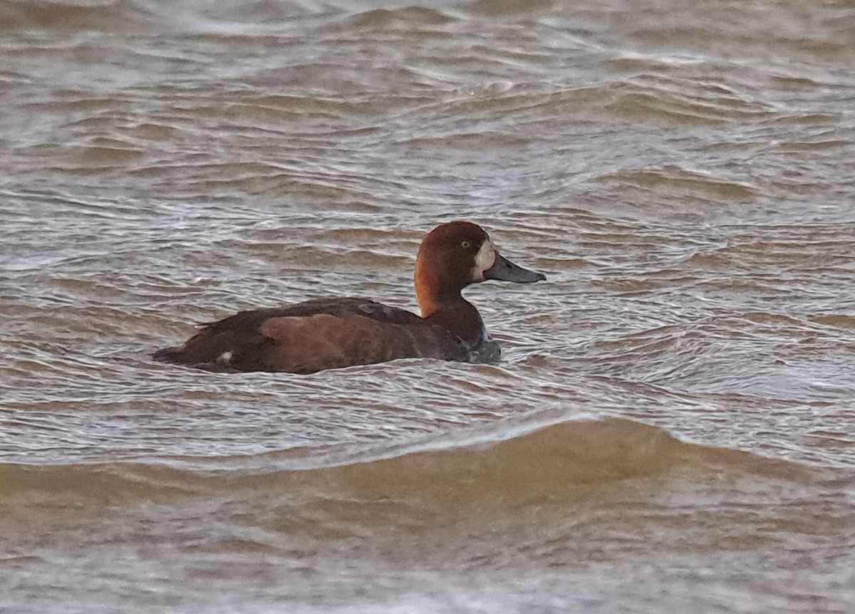 Морская чернеть - ML645985105