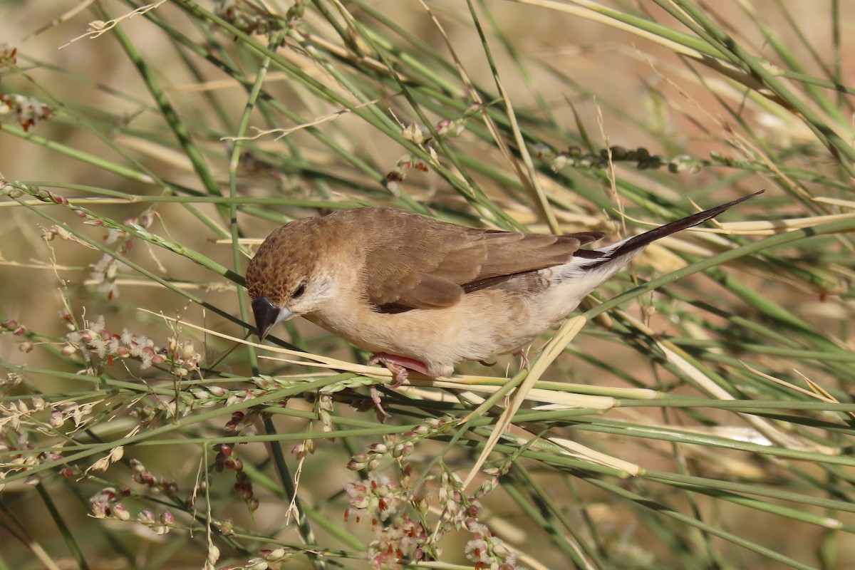 stříbrozobka indická - ML645985106