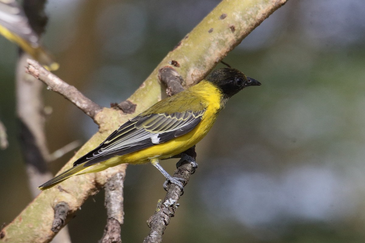 アフリカズキンコウライウグイス - ML645985112