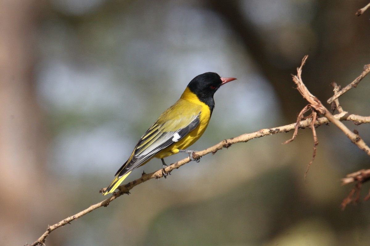 アフリカズキンコウライウグイス - ML645985113