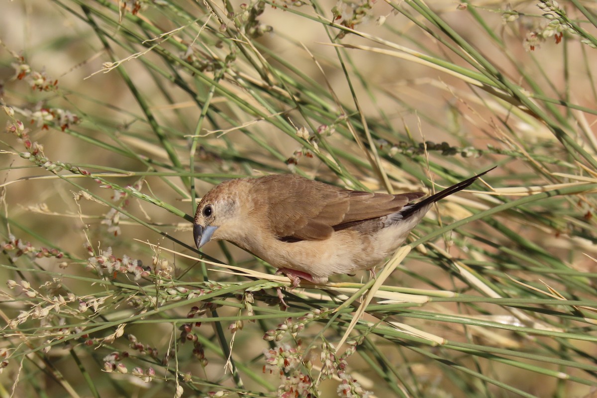 stříbrozobka indická - ML645985114