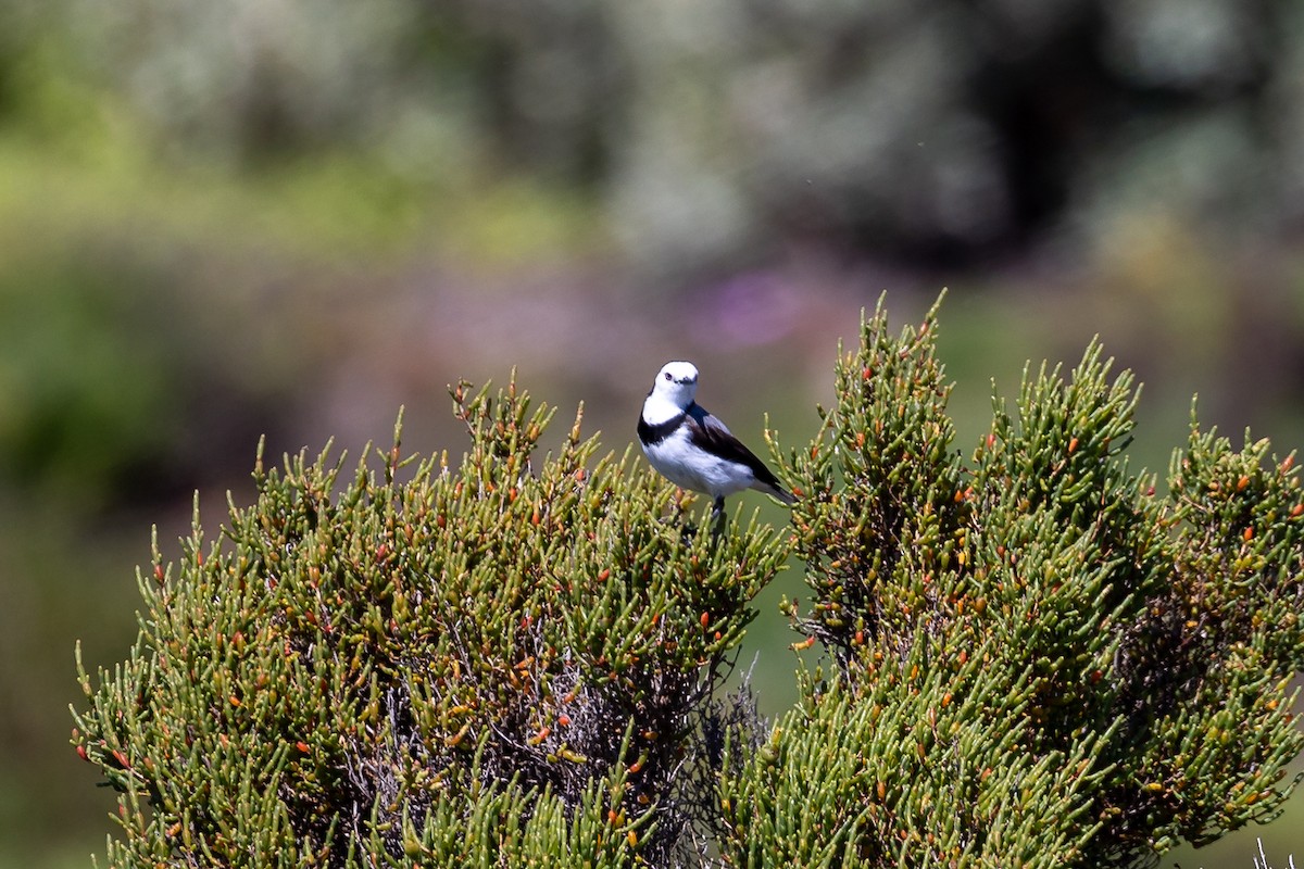 White-fronted Chat - ML645985116