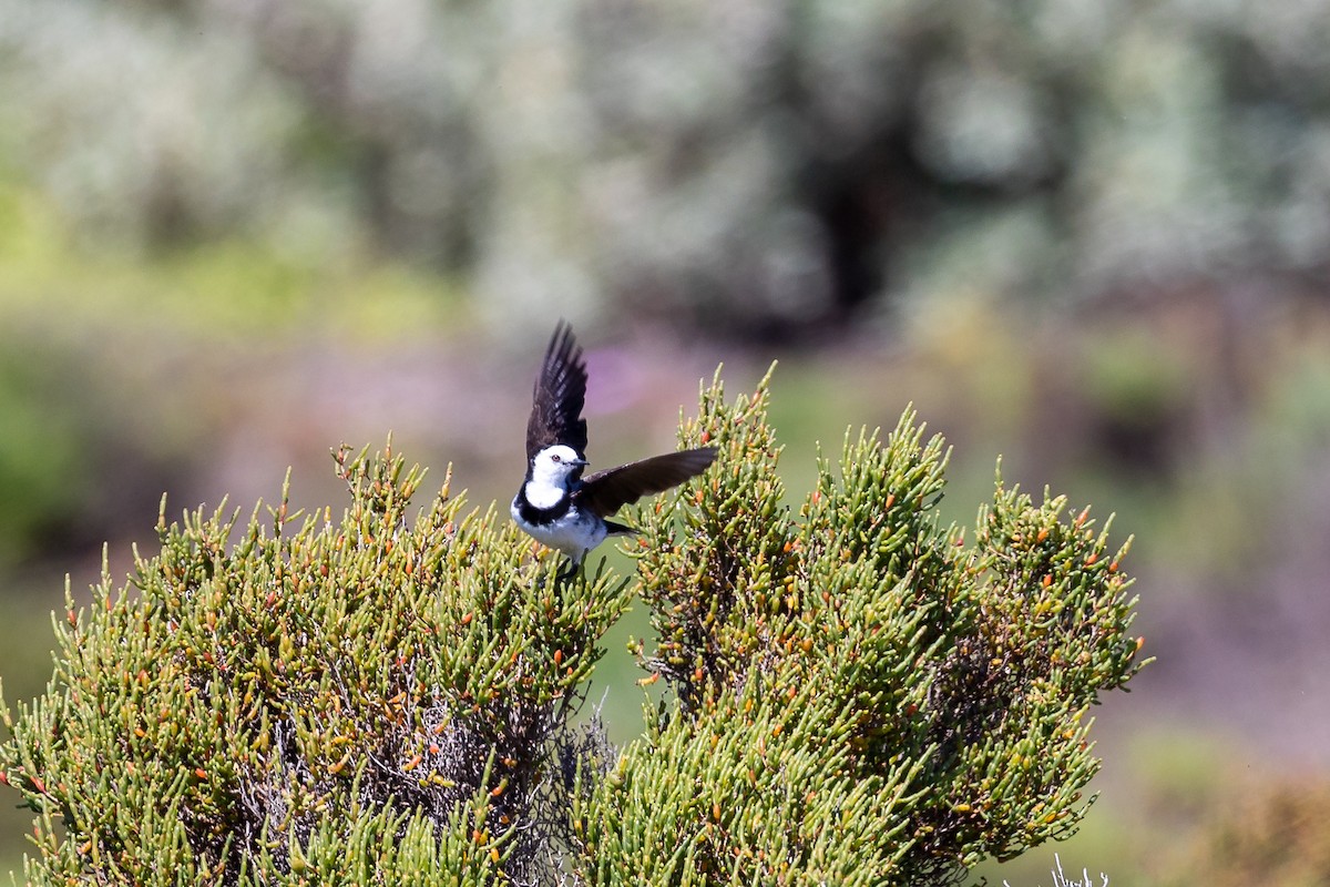 White-fronted Chat - ML645985117