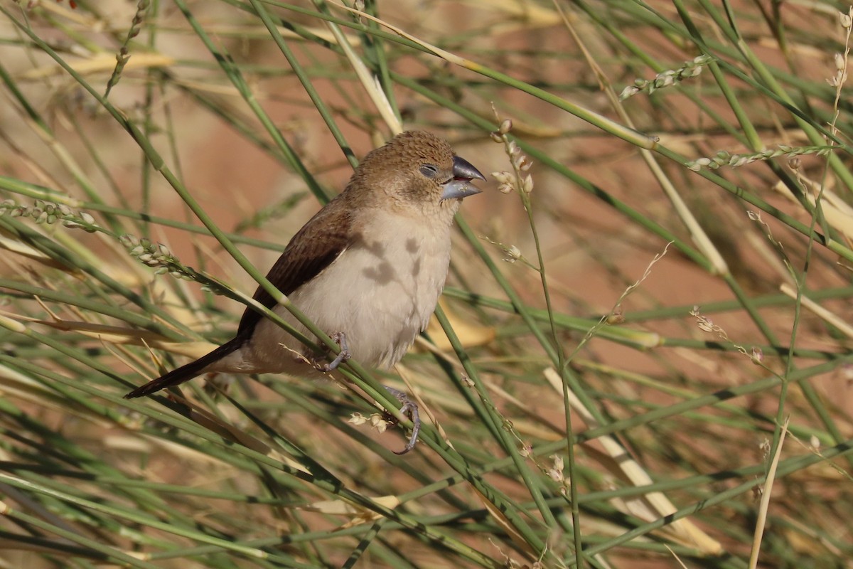 savannesølvnebb - ML645985119