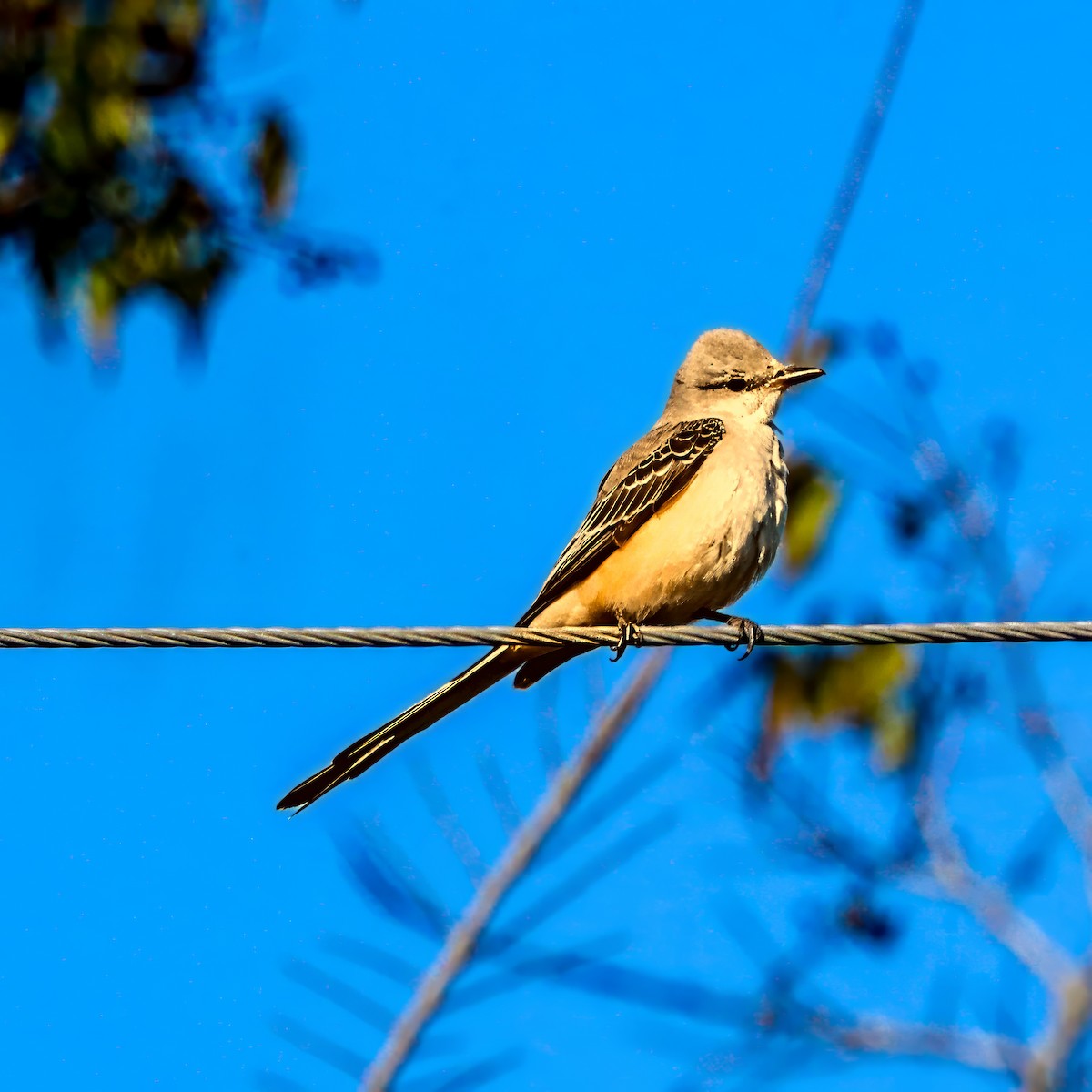 エンビタイランチョウ - ML645985120