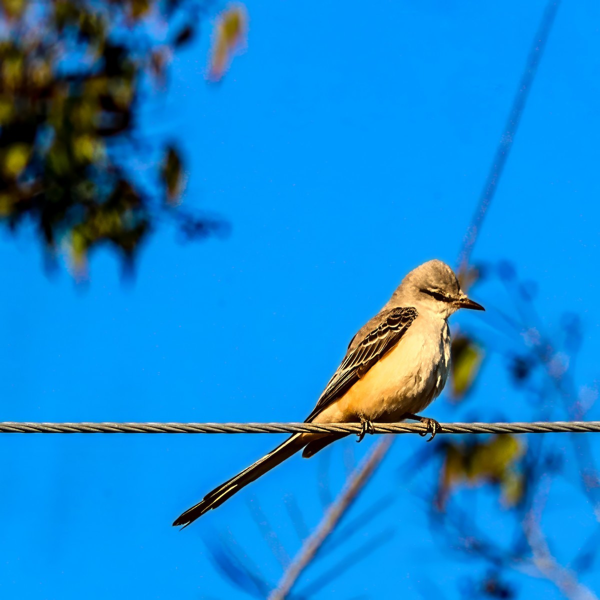 エンビタイランチョウ - ML645985121
