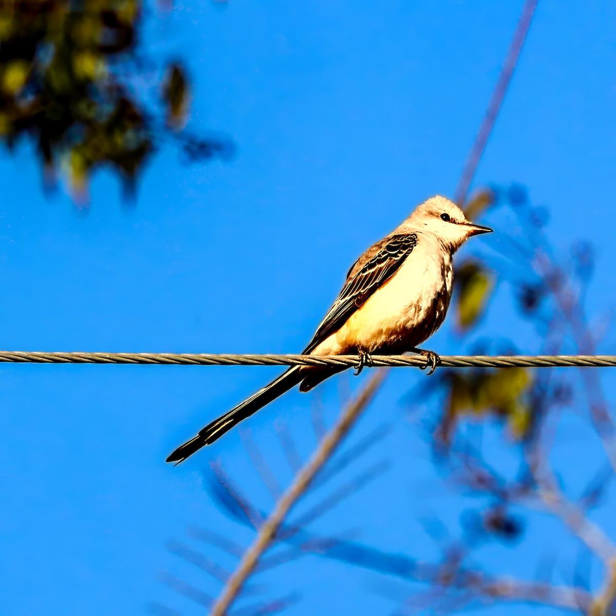 エンビタイランチョウ - ML645985122