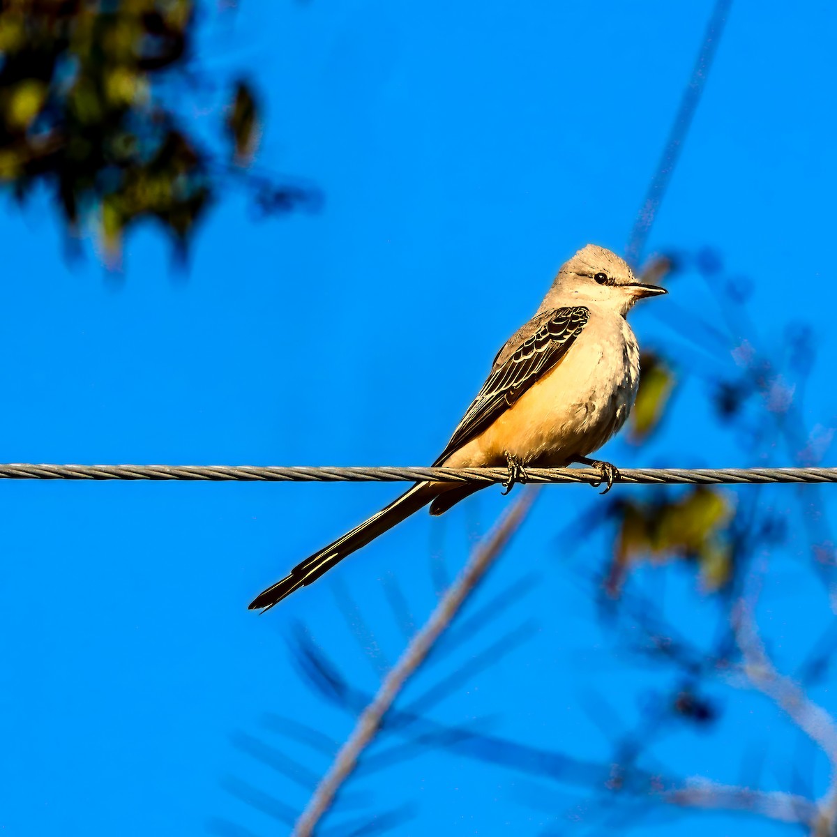 エンビタイランチョウ - ML645985123