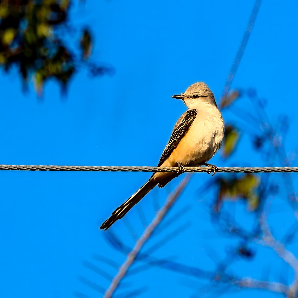 エンビタイランチョウ - ML645985124