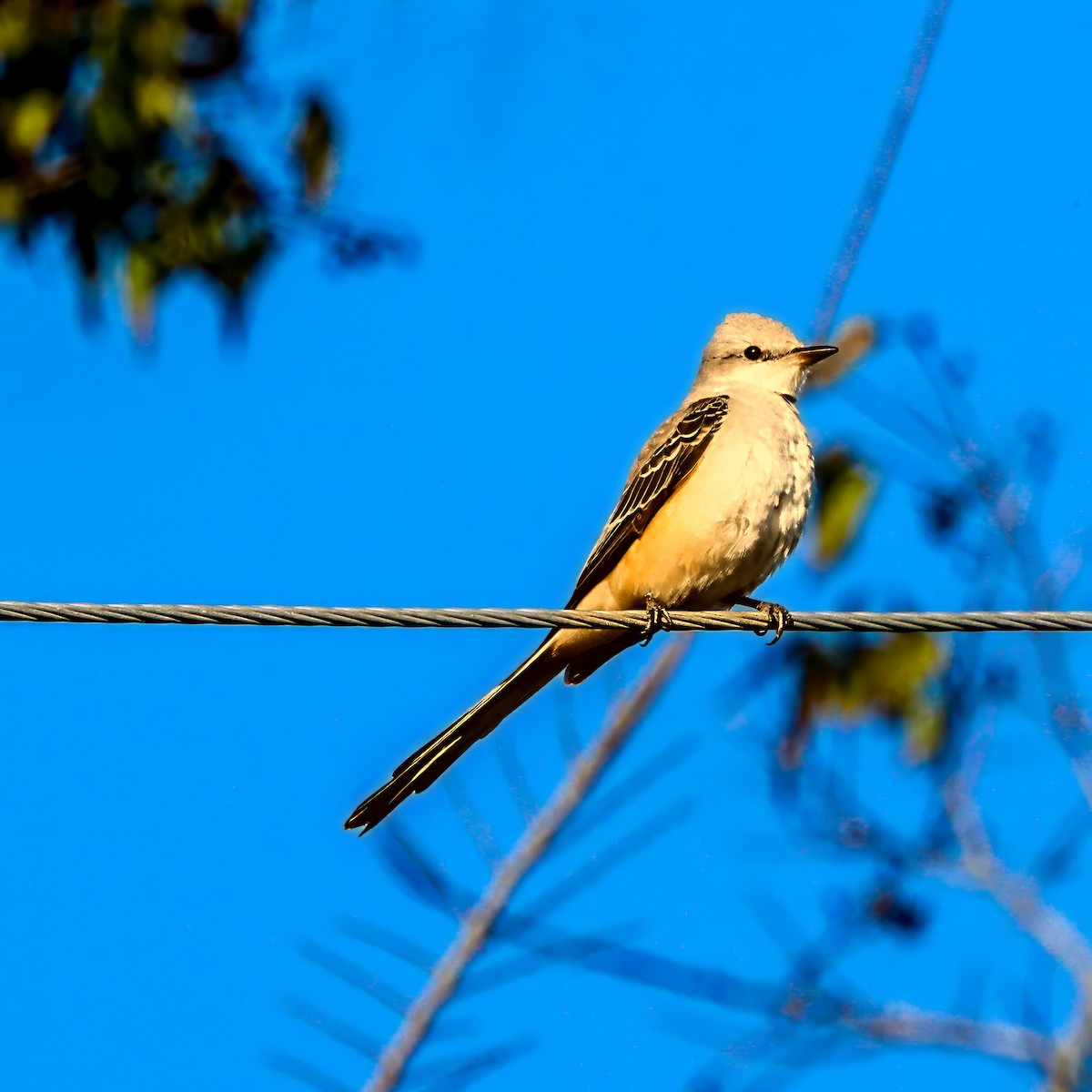 エンビタイランチョウ - ML645985125